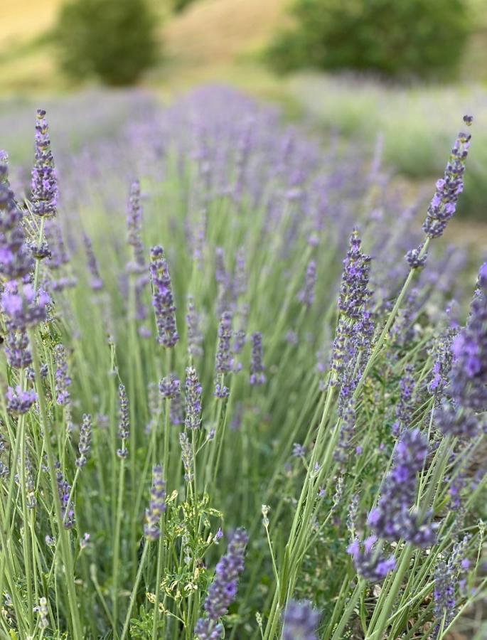 La Lavanda Di Poppi-Mini Appartamento Ngoại thất bức ảnh