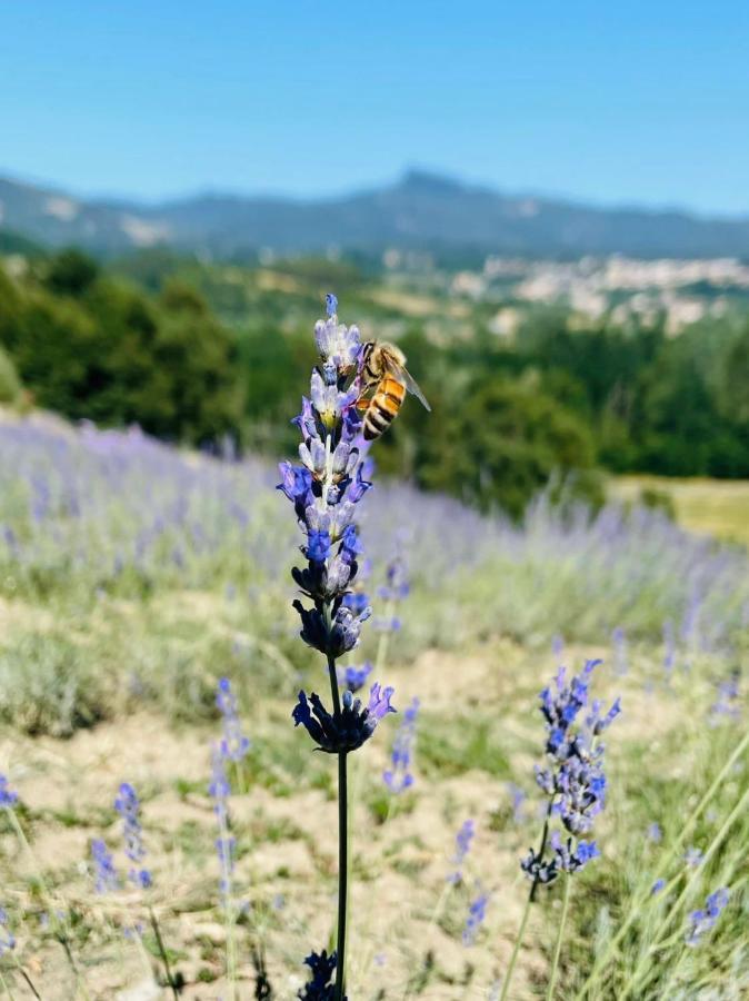 La Lavanda Di Poppi-Mini Appartamento Ngoại thất bức ảnh
